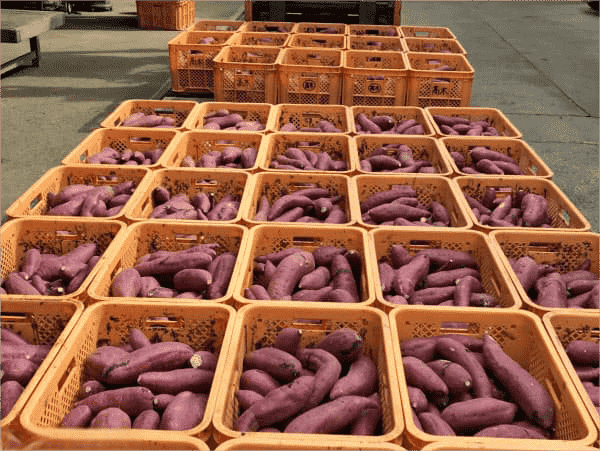 images/1740035069979sweet potatoes.png